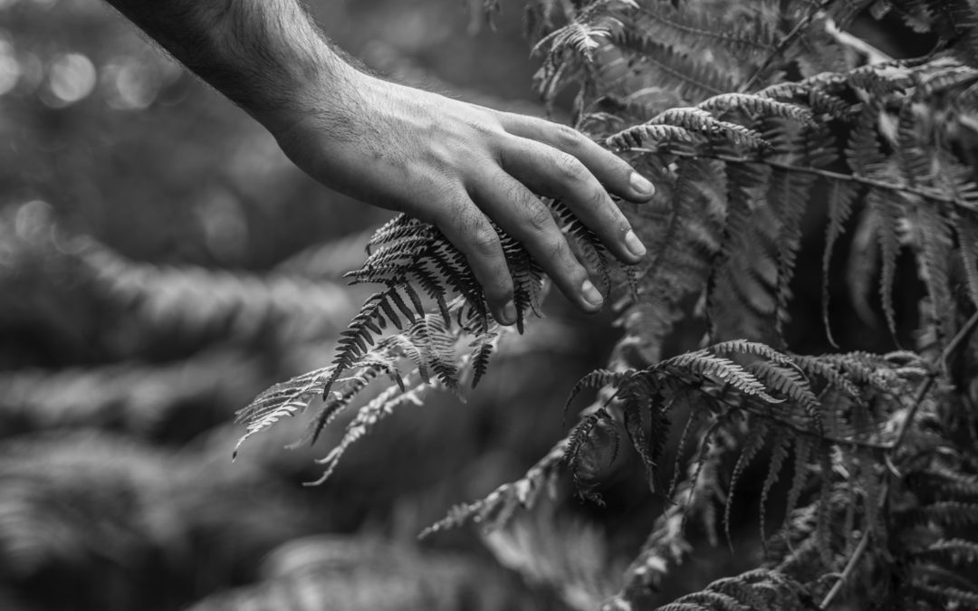 Le soin à la forêt en tant que guide