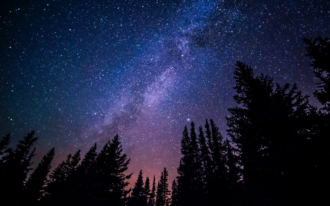 Un bain de forêt de nuit