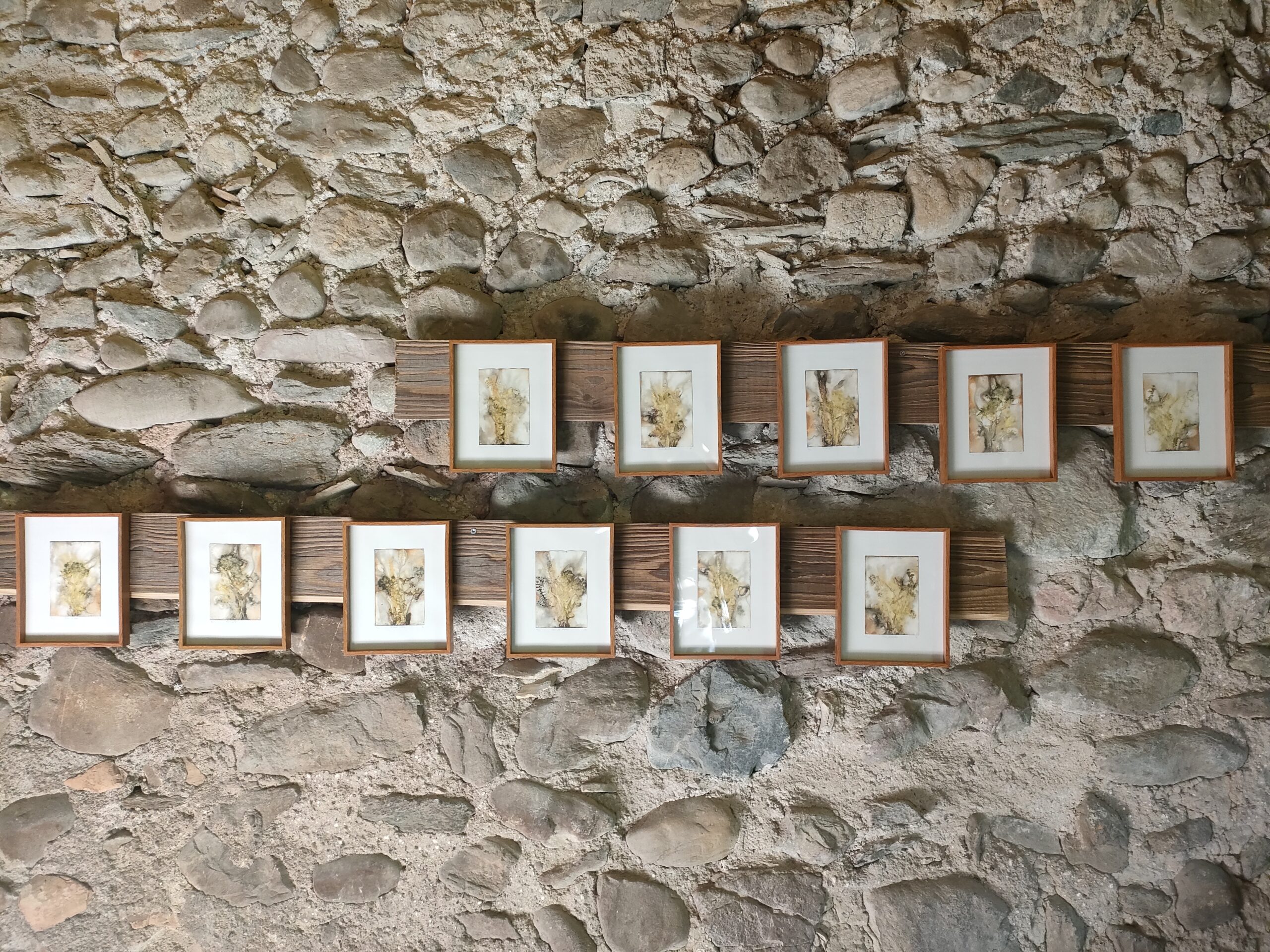 série "Petits bouquets sauvages"